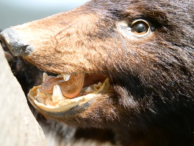 54%OFF!】 ツキノワグマ 熊の牙