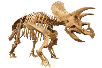 トリケラトプス全身骨格