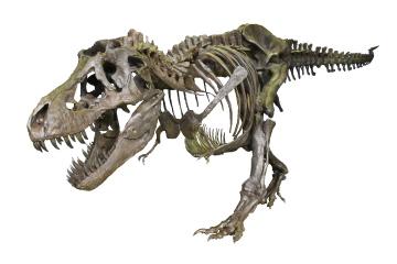 ティラノサウルス全身骨格