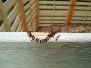 葉集積所　蟻が蜜を吸っている様子