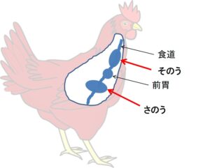 ニワトリの消化の様子を示したイラスト