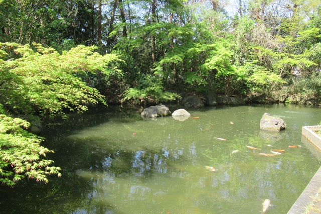 新潟県立自然科学館　屋外展示場の「鯉池」