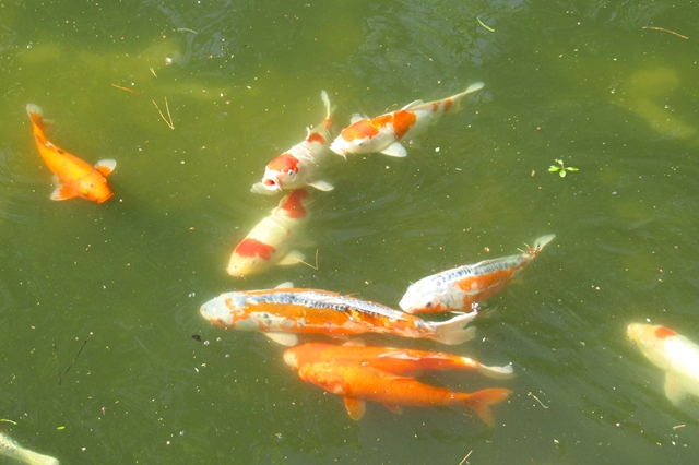 新潟県立自然科学館　屋外展示場「鯉池」で泳ぐ錦鯉