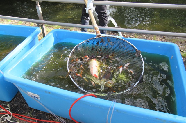 たらいに一時避難した錦鯉