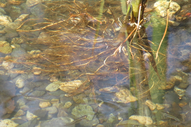 新潟県立自然科学館　屋外展示場「鯉池」の中にある「メダカ池」