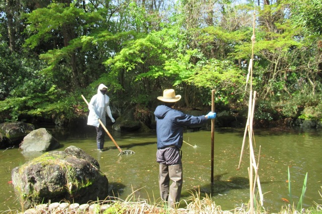 鯉池の水抜き作業