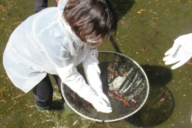 池から錦鯉を網ですくう作業