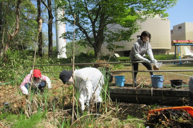 メダカ池の雑草刈り