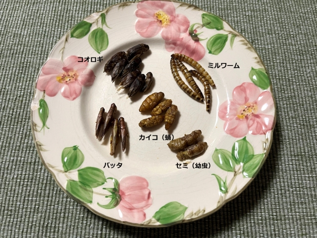 食用昆虫5種類を皿に並べた画像。コオロギ、ミルワーム、カイコの蛹、バッタ、セミの幼虫。