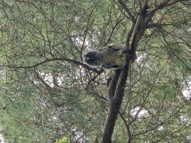 木の上にいるトラフズクの画像。