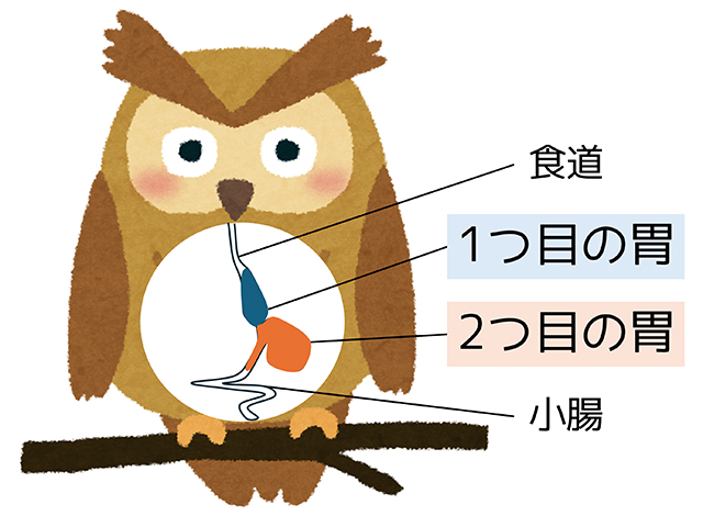 鳥類の消化のしくみを示した図。