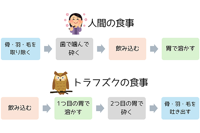 人間の食事とトラフズクの食事の過程を比較した図。