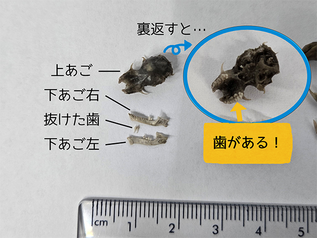 トラフズクのペリットから出てきた、頭の骨の画像。上あごの骨を裏返したところ、歯が見られた。