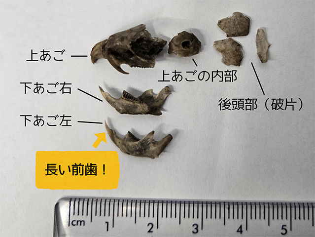 トラフズクのペリットから出てきた、頭の骨の画像。下あごに長い前歯が見られる。
