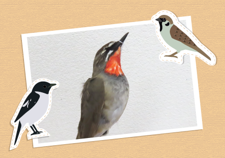 鳥の標本（仮剝製）