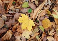 イタヤカエデの落ち葉　画像