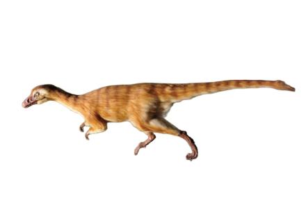 エオラプトル エオラプトルの画像