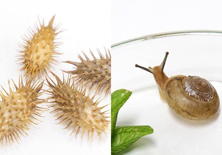 カタツムリとオナモミの写真