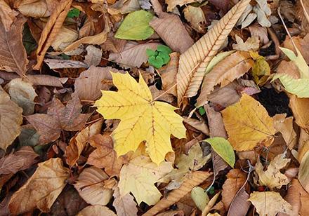 イタヤカエデの落ち葉　画像