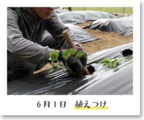 苗の植えつけ 植えつけの記録写真(6月1日撮影)