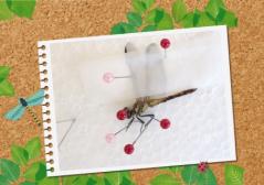 昆虫標本つくり　イメージ画像