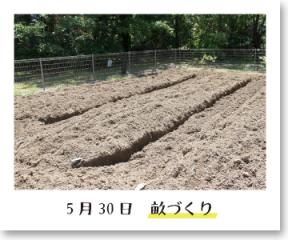 畝づくり 畝づくりの記録写真(5月30日撮影)
