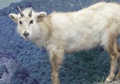 ニホンカモシカ剝製写真