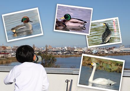 野鳥観察　イメージ画像