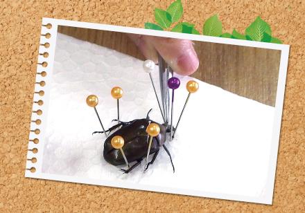 昆虫はかせとつくろう!昆虫標本<入門編> 昆虫標本つくり イメージ画像