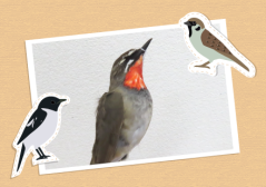 鳥の標本（仮剝製）