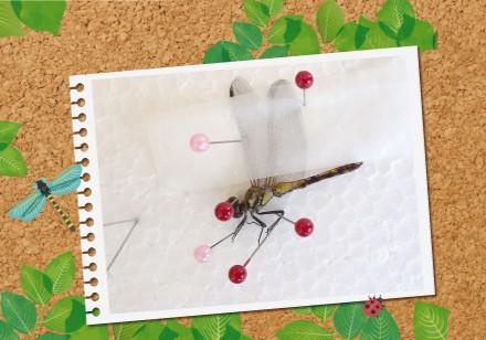 昆虫標本つくり　イメージ画像