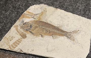 魚類の化石（白亜紀前期）