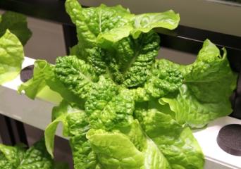 チマサンチュの写真