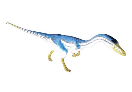 コエロフィシスの画像