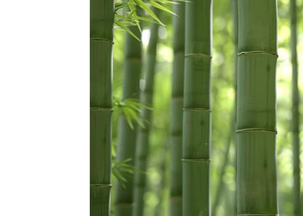 竹イメージ画像