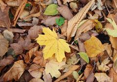 イタヤカエデの落ち葉　画像