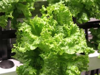 グリーンウェーブの写真