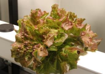 チマサンチュ ワインドレスの写真