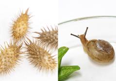 カタツムリとオナモミの写真