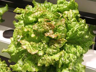 レッドファルダーの写真