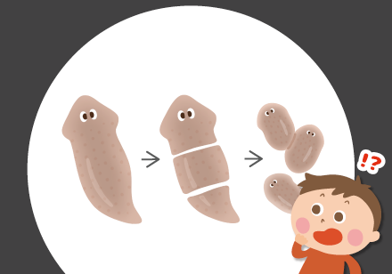 プラナリア　イメージ