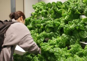 リーフレタス収穫体験 リーフレタス収穫体験の様子